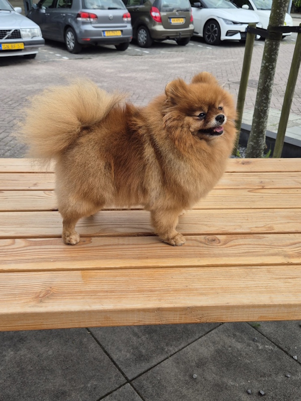 Getrimde pomeranian Bobbi