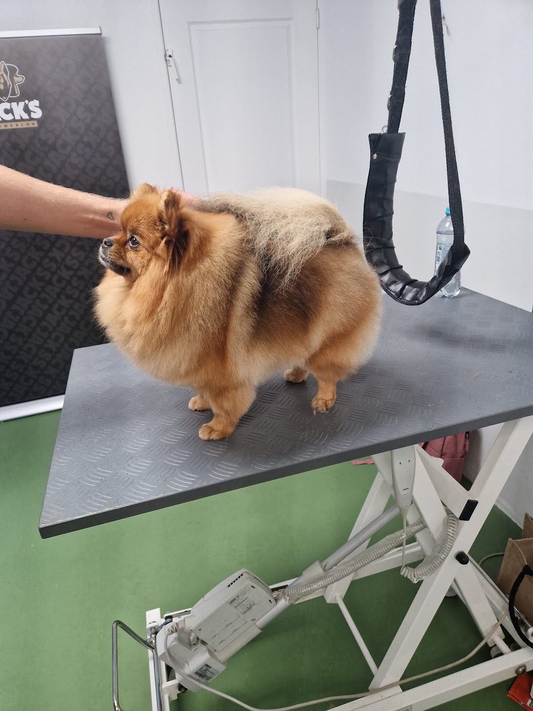 Getrimde pomeranian Fendi